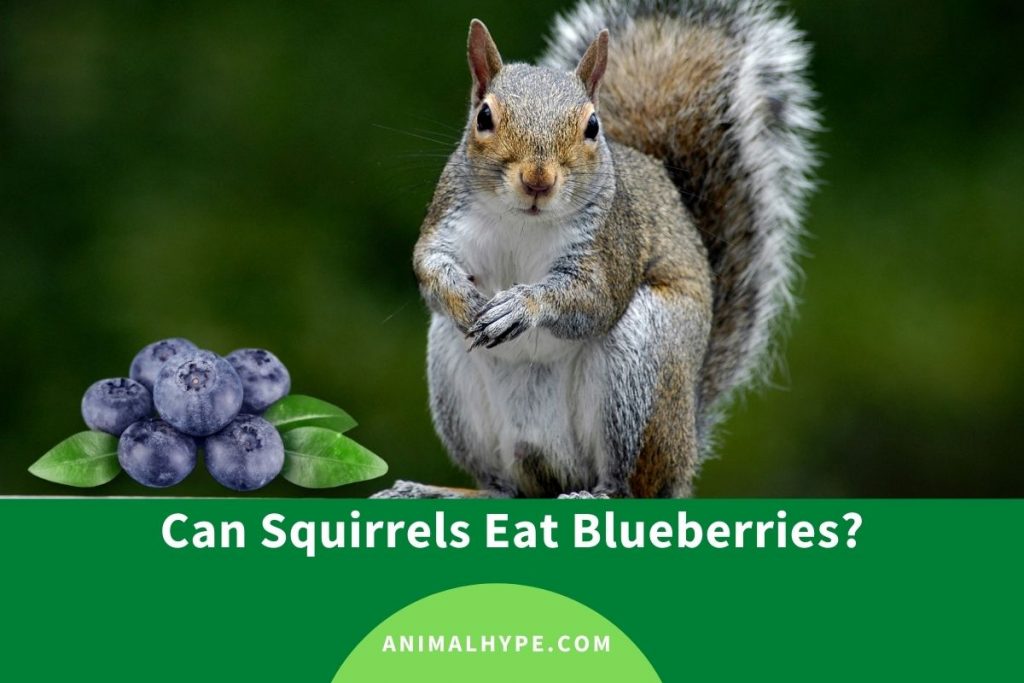 Can Squirrels Eat Blueberries? Animal Hype