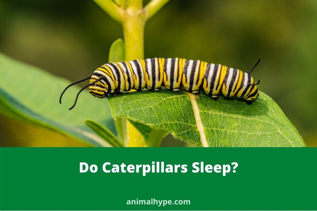 Do Caterpillars Sleep? Animal Hype