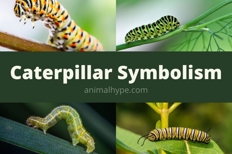 Caterpillar Symbolism And Meaning (Totem, Spirit and Omens) Animal Hype