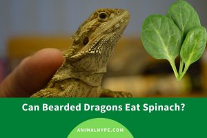 Can Bearded Dragons Eat Spinach? - Animal Hype