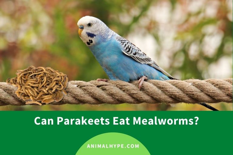 Can Parakeets Eat Mealworms? Animal Hype