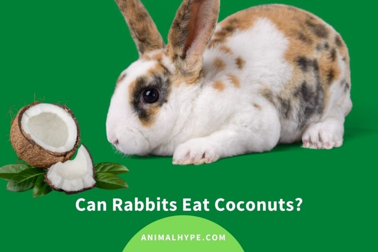 Can Rabbits Eat Coconuts? Animal Hype