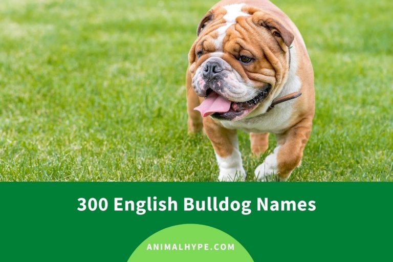 300 English Bulldog Names (Cute and Funny) Animal Hype