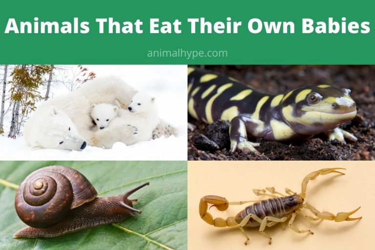 10 Animals That Eat Their Own Babies Animal Hype