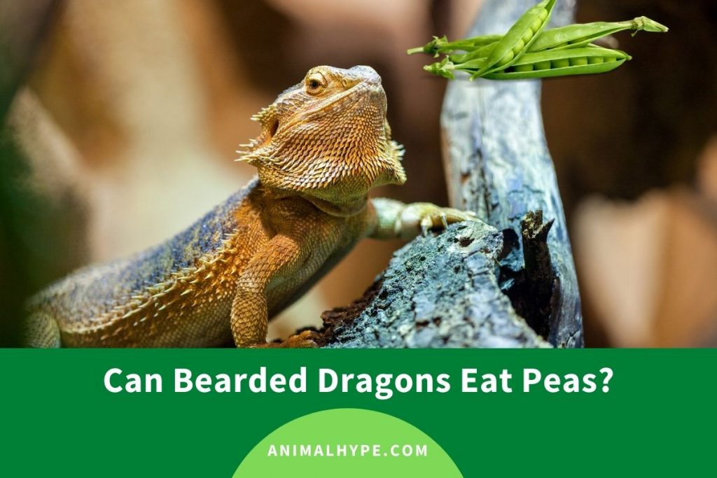 Can Bearded Dragons Eat Peas? Peas Please Animal Hype