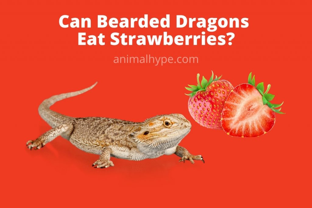 Can Bearded Dragons Eat Strawberries? Animal Hype