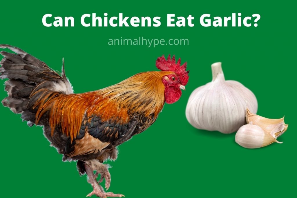 Can Chickens Eat Garlic? Animal Hype