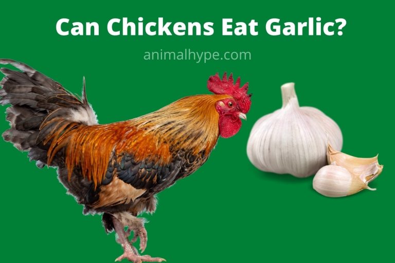 Can Chickens Eat Garlic? Animal Hype