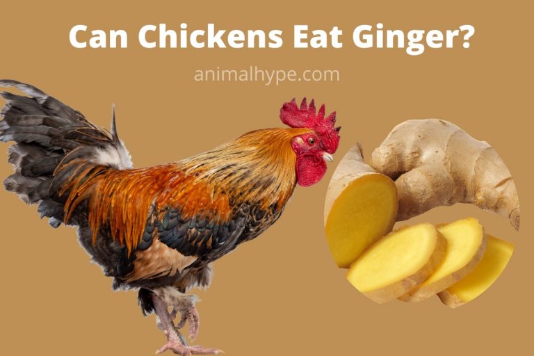 Can Chickens Eat Ginger? - Animal Hype