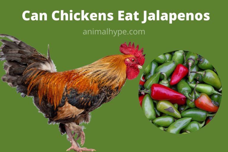 Can Chickens Eat Jalapenos? Animal Hype