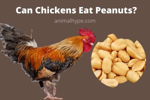 Can Chickens Eat Peanuts? - Animal Hype