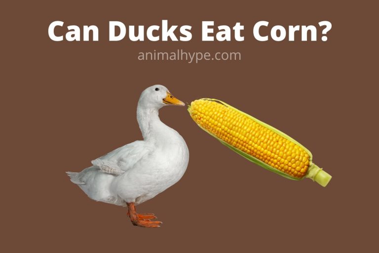 Can Ducks Eat Corn? Quack Snack Animal Hype
