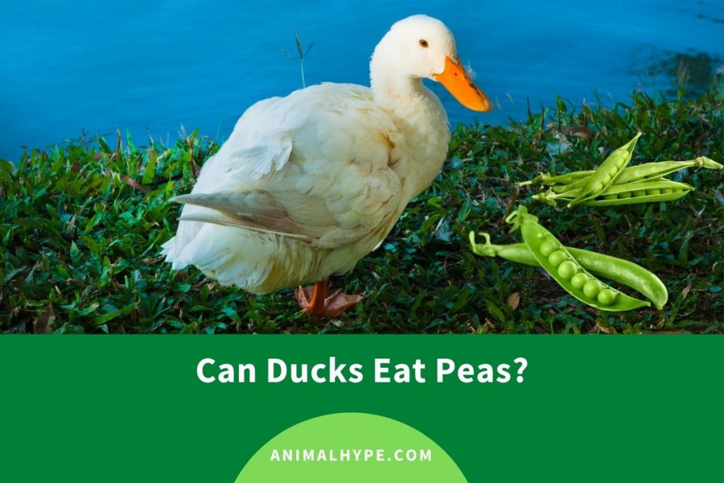 Can Ducks Eat Peas? Quack Snack Animal Hype