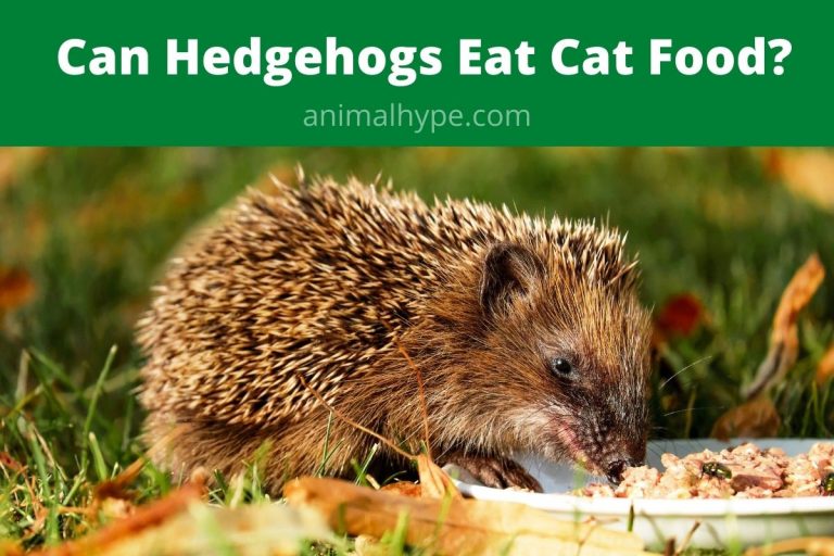 Can Hedgehogs Eat Cat Food? Animal Hype