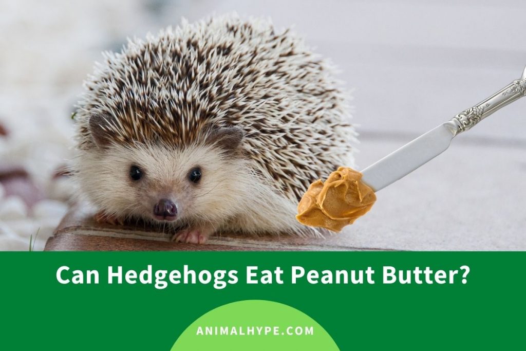 Can Hedgehogs Eat Peanut Butter? Animal Hype