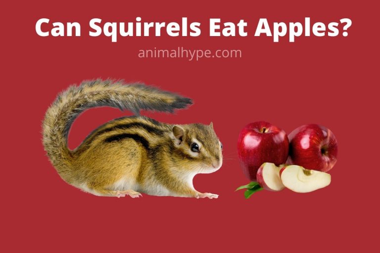 Can Squirrels Eat Apples? Animal Hype