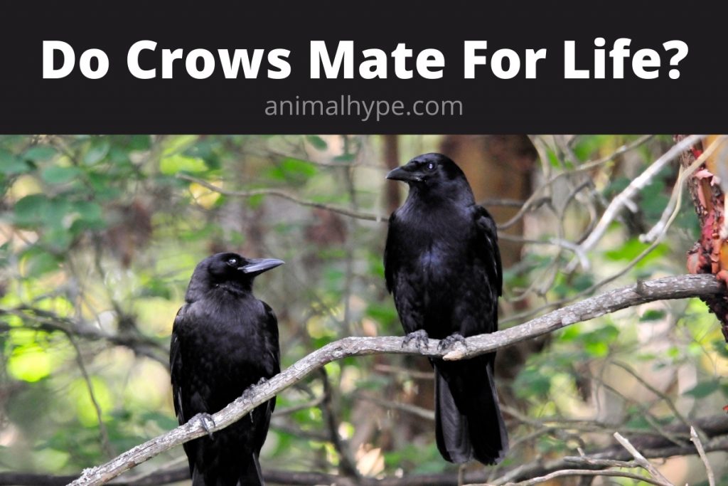 Do Crows Mate For Life? Animal Hype