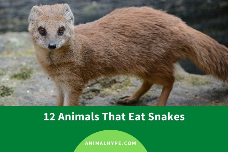 What Animals Eat Snakes? (List of Snake Predators) Animal Hype