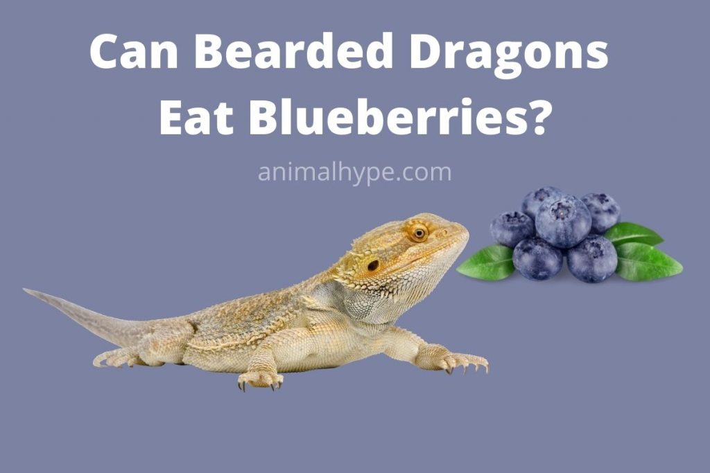 Can Bearded Dragons Eat Blueberries? Animal Hype