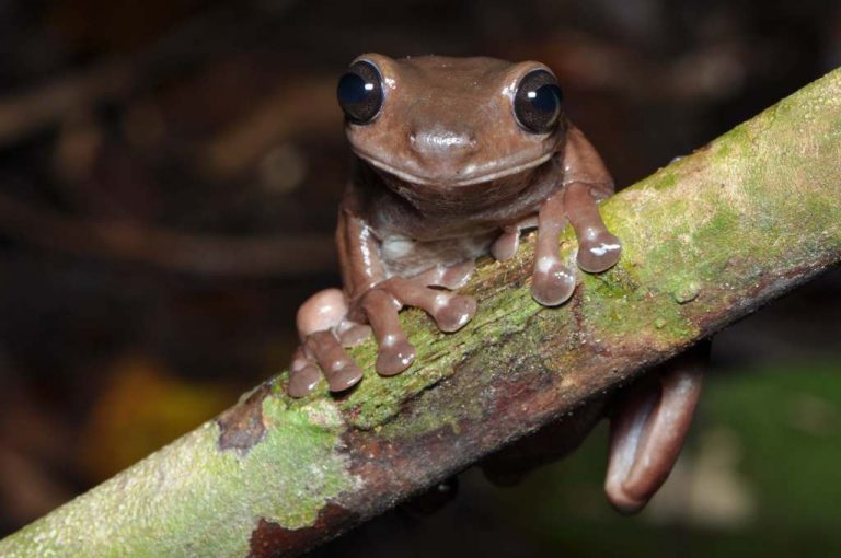 Chocolate Frog A Rare Species Found In New Guinea (With Pictures