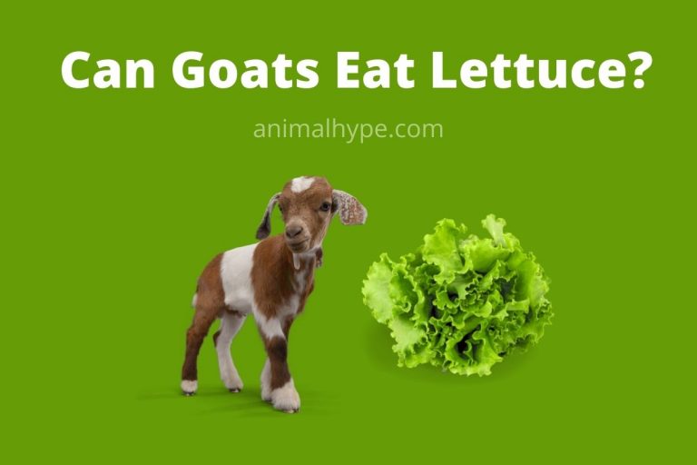 Can Goats Eat Lettuce? Animal Hype