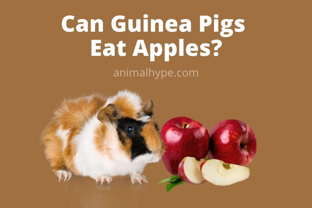 Can Guinea Pigs Eat Apples? Animal Hype