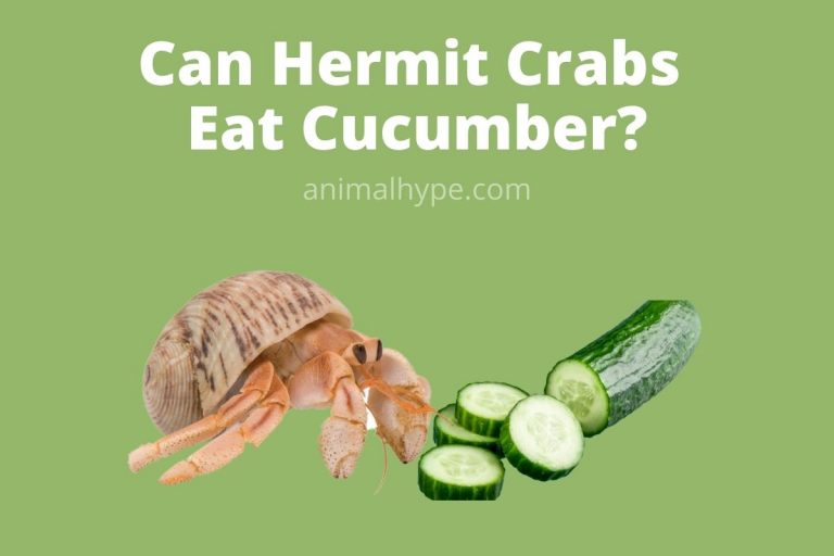 Can Hermit Crabs Eat Cucumber? Refreshing Bites Animal Hype