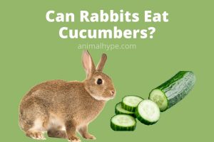 Can Rabbits Eat Cucumbers? - Animal Hype