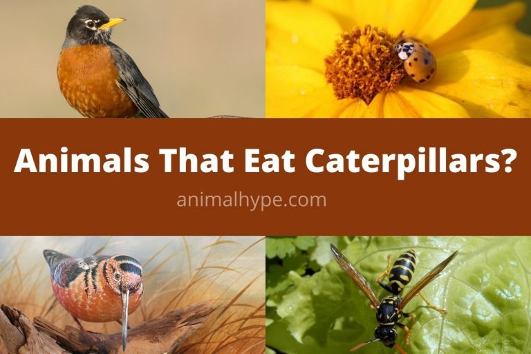 What Eats Caterpillars? (14 Caterpillar Predators) Animal Hype