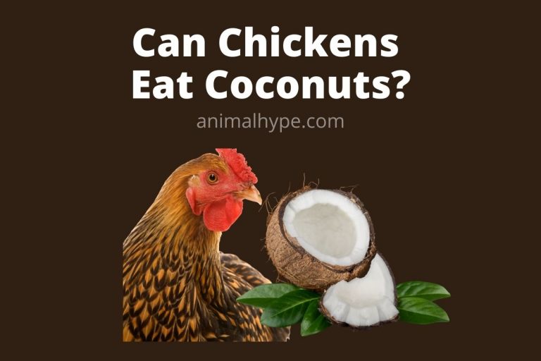 Can Chickens Eat Coconuts? Animal Hype