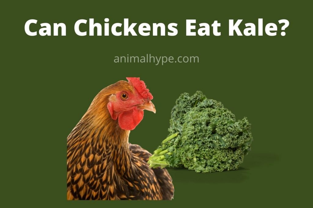 Can Chickens Eat Kale? Animal Hype