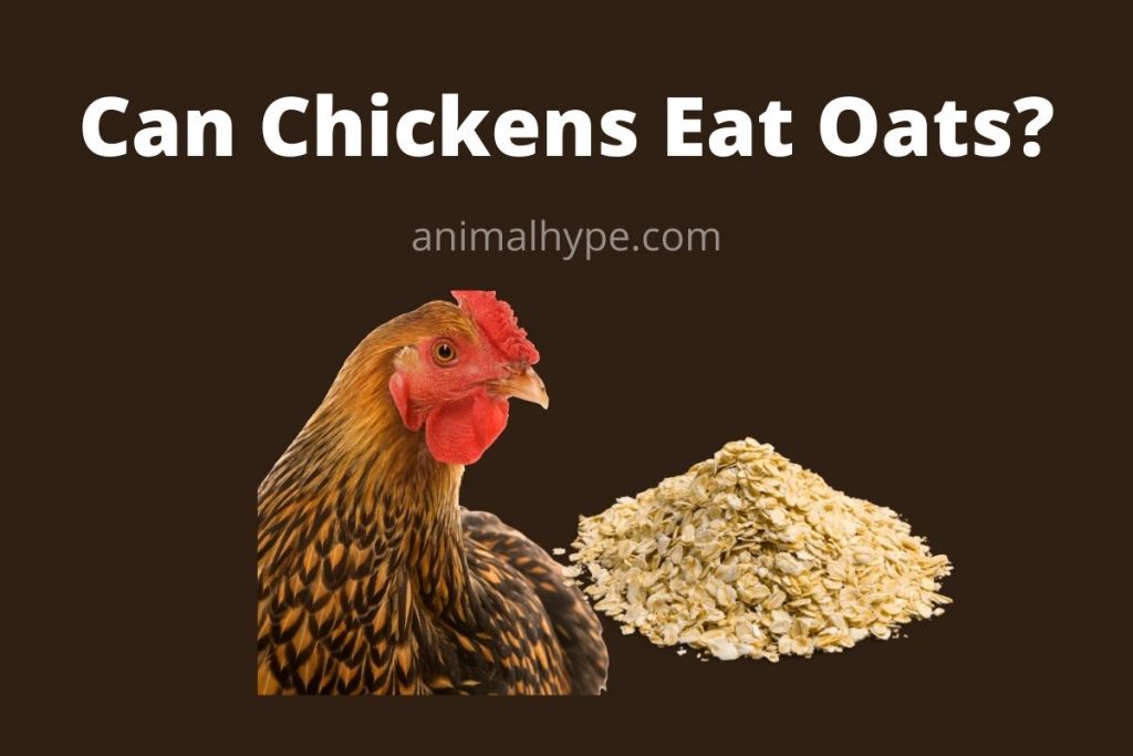 Can Chickens Eat Oats? Animal Hype
