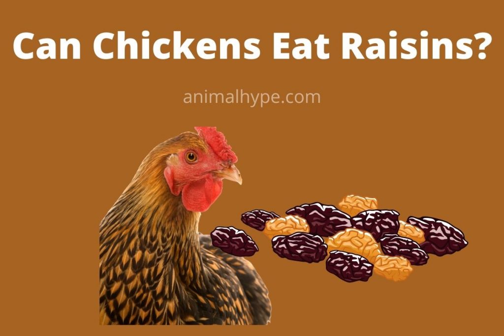 Can Chickens Eat Raisins? Clucking Over Pros and Cons Animal Hype