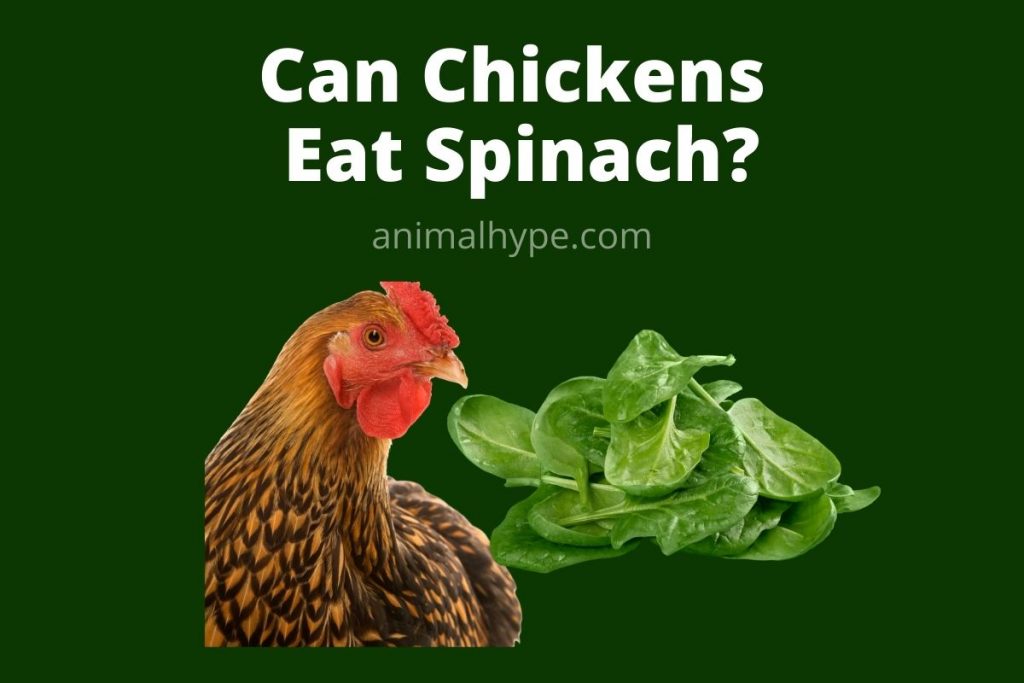 Can Chickens Eat Spinach? Pecking at Greens Animal Hype