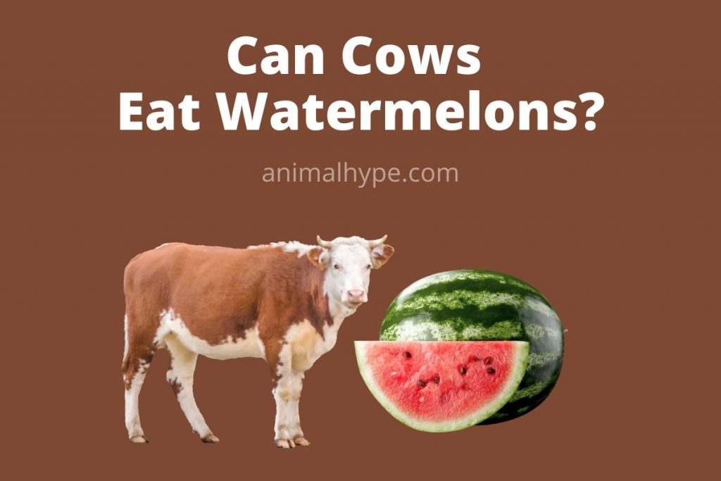 Can Cows Eat Watermelon? Mooing Over Melons Animal Hype