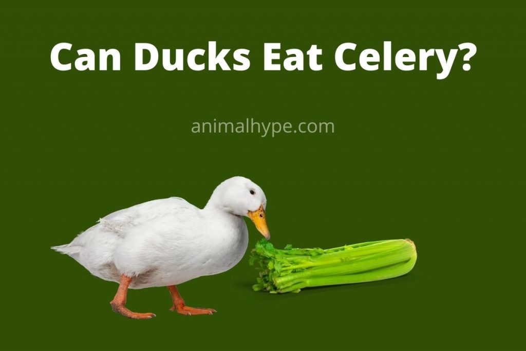 Can Ducks Eat Celery? Crunch Time Animal Hype