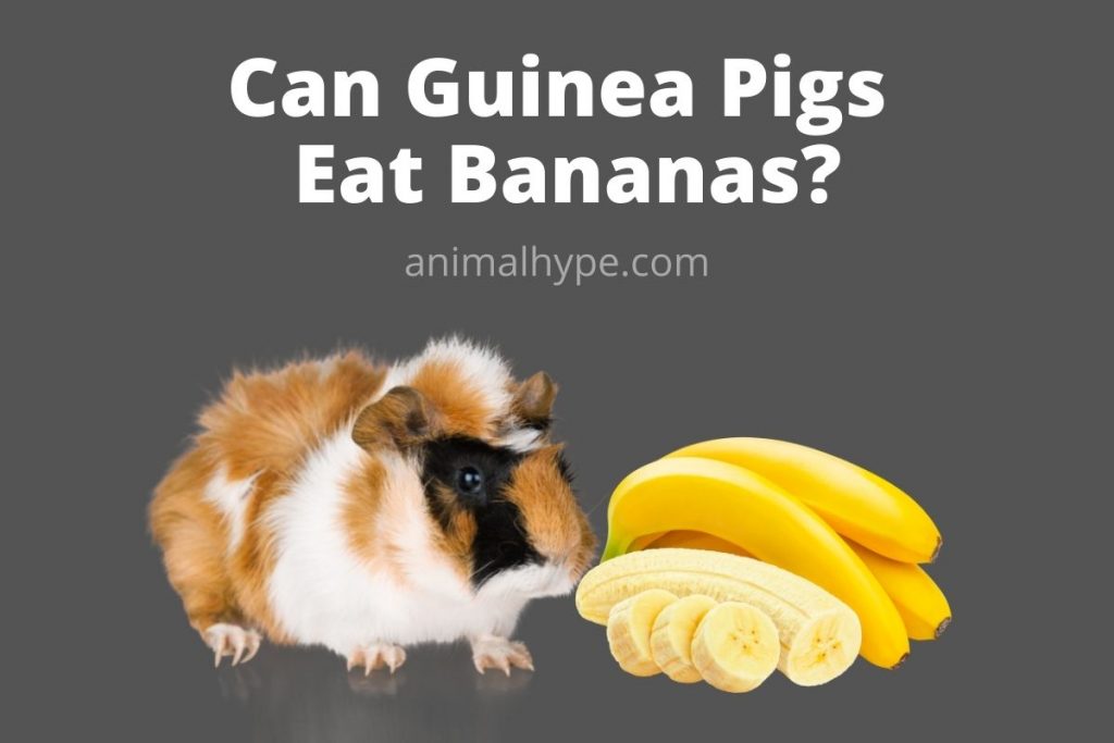 Can Guinea Pigs Eat Bananas? Going Bananas Animal Hype