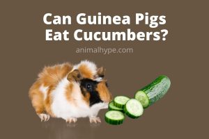 Can Guinea Pigs Eat Cucumbers? - Animal Hype