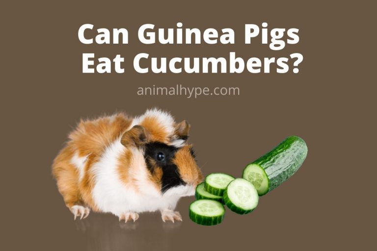 Can Guinea Pigs Eat Cucumbers? Animal Hype