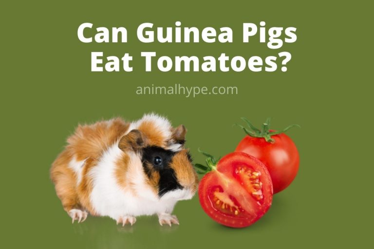 Can Guinea Pigs Eat Tomatoes? A Juicy Topic Animal Hype