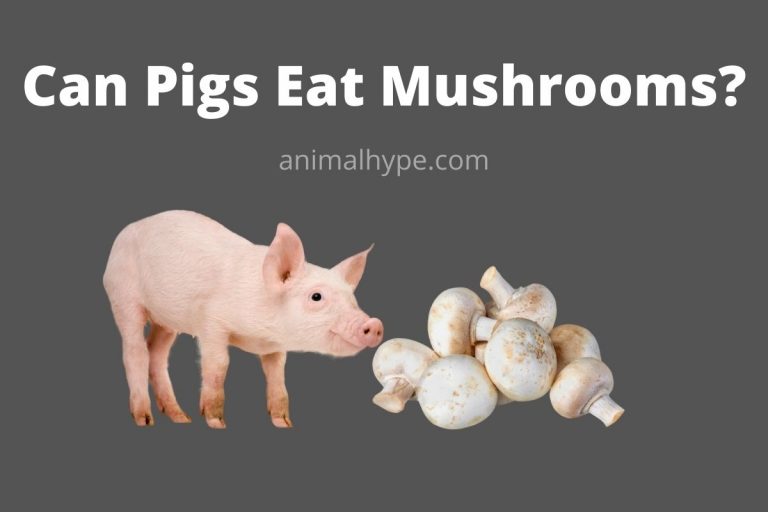 Can Pigs Eat Mushrooms? Decoding the Diet of Pigs Animal Hype