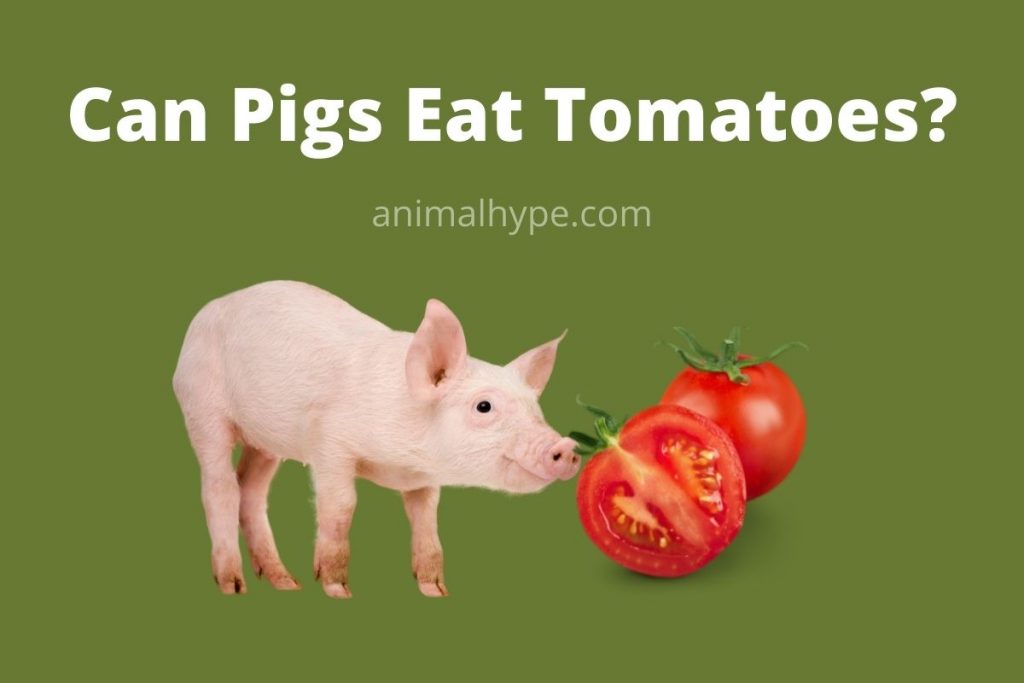 Can Pigs Eat Tomatoes? A Juicy Topic for Pig Owners Animal Hype