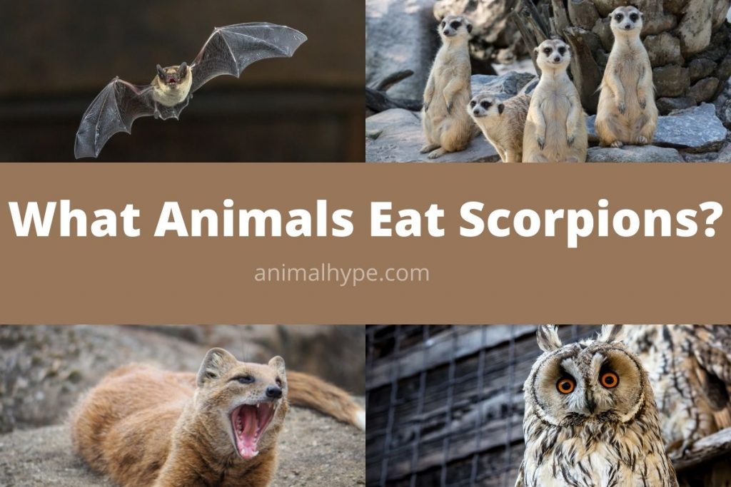 What Eats Scorpions? (11 Scorpion Predators) Animal Hype