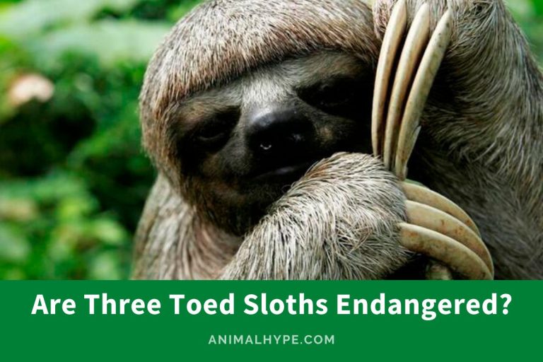 Are Three Toed Sloths Endangered? (The Battle for Survival) - Animal Hype
