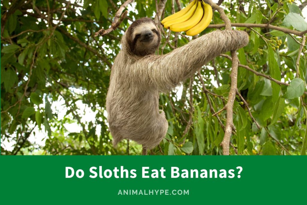 Do Sloths Eat Bananas? (Bananas on the Menu) Animal Hype