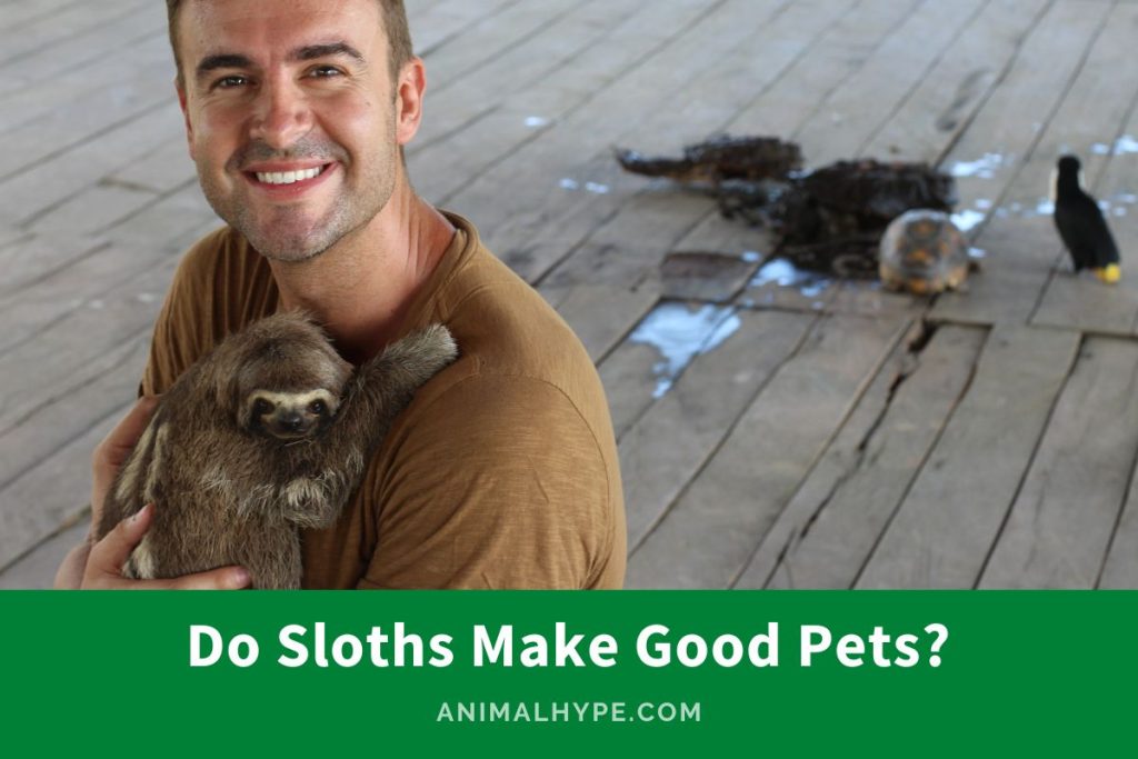 Do Sloths Make Good Pets? Guide) Animal Hype