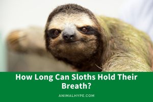 How Long Can Sloths Hold Their Breath? - Animal Hype