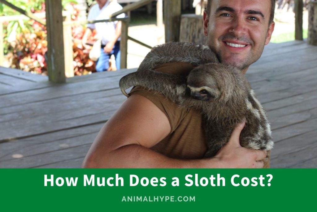How Much Does a Sloth Cost? (Guide to Sloth Ownership) Animal Hype
