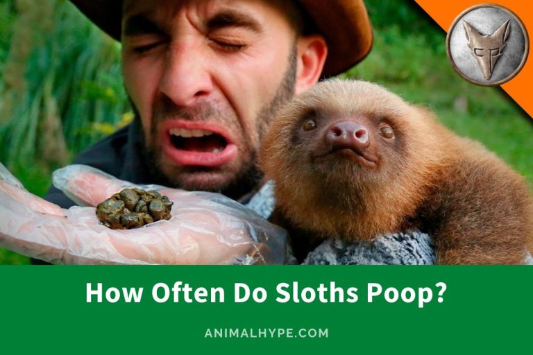 How Often Do Sloths Poop? (Detailed Answer) - Animal Hype
