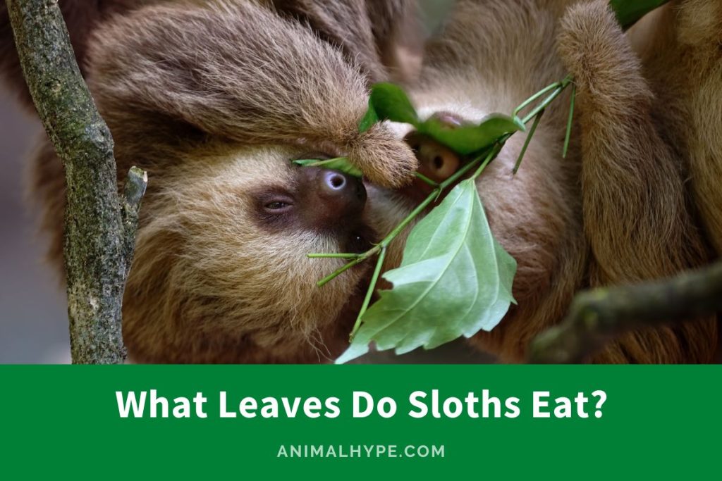 What Leaves Do Sloths Eat? (Menu of a Sloth's Leafy Feast) - Animal Hype